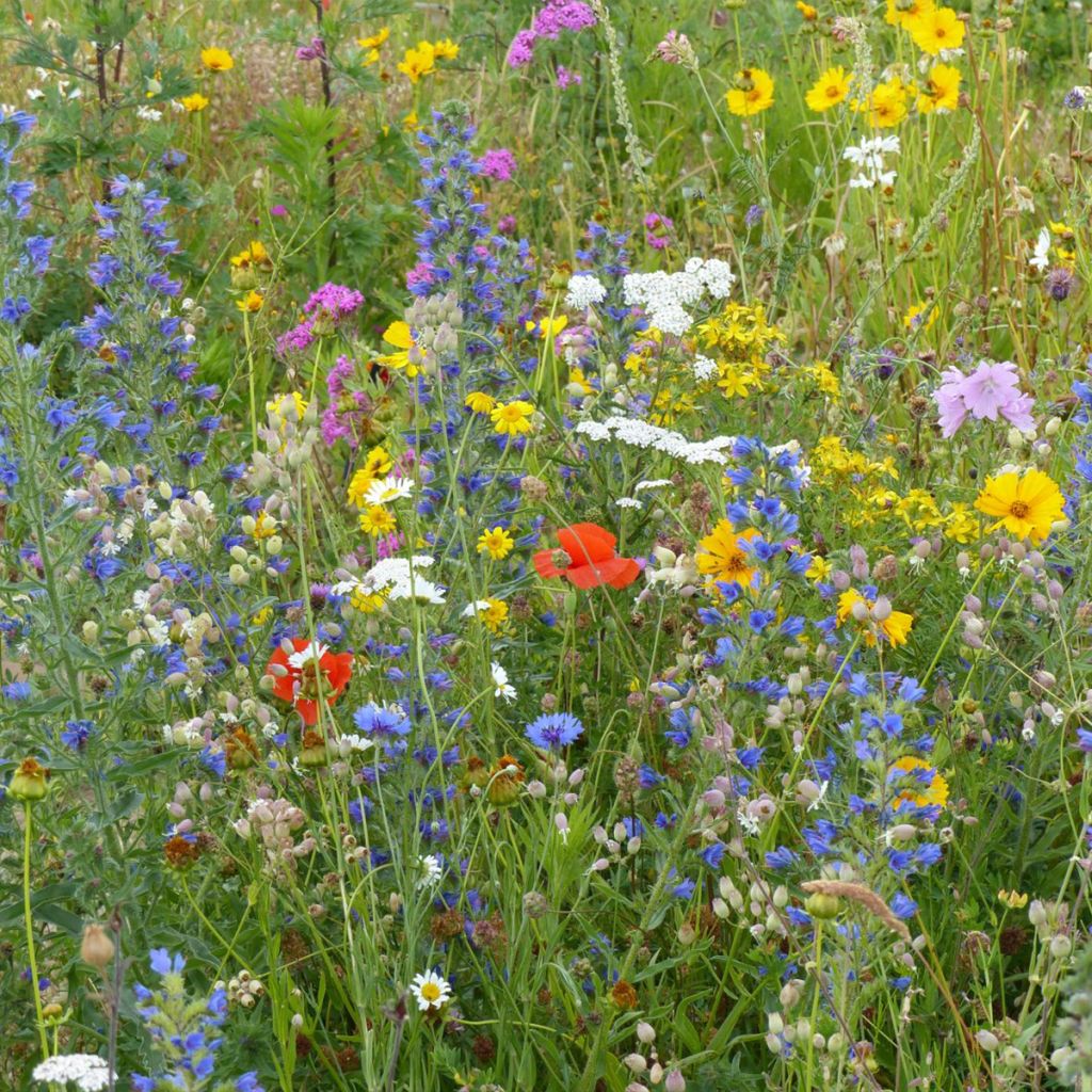 Mischia di fiori selvatici Pronto all'uso