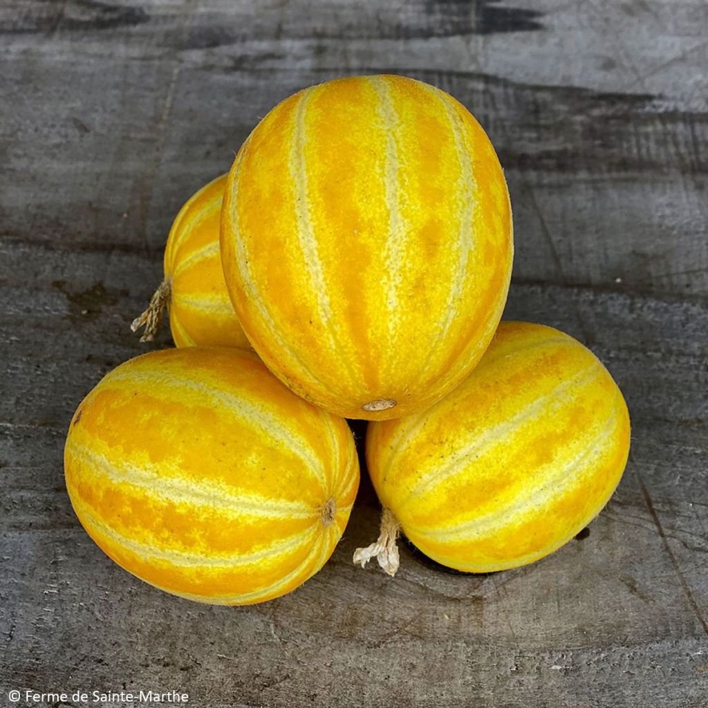 Melone Mango Bio - Ferme de Sainte Marthe