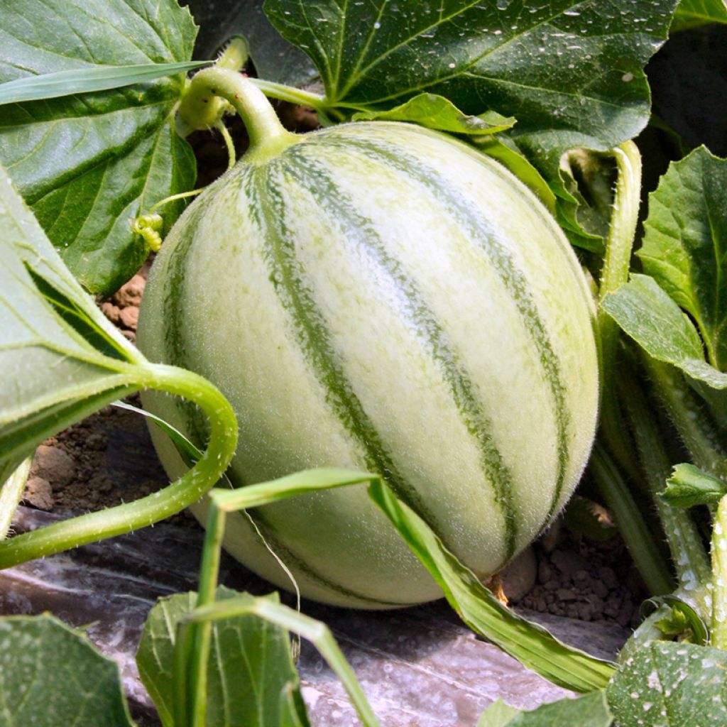 Melone Savor