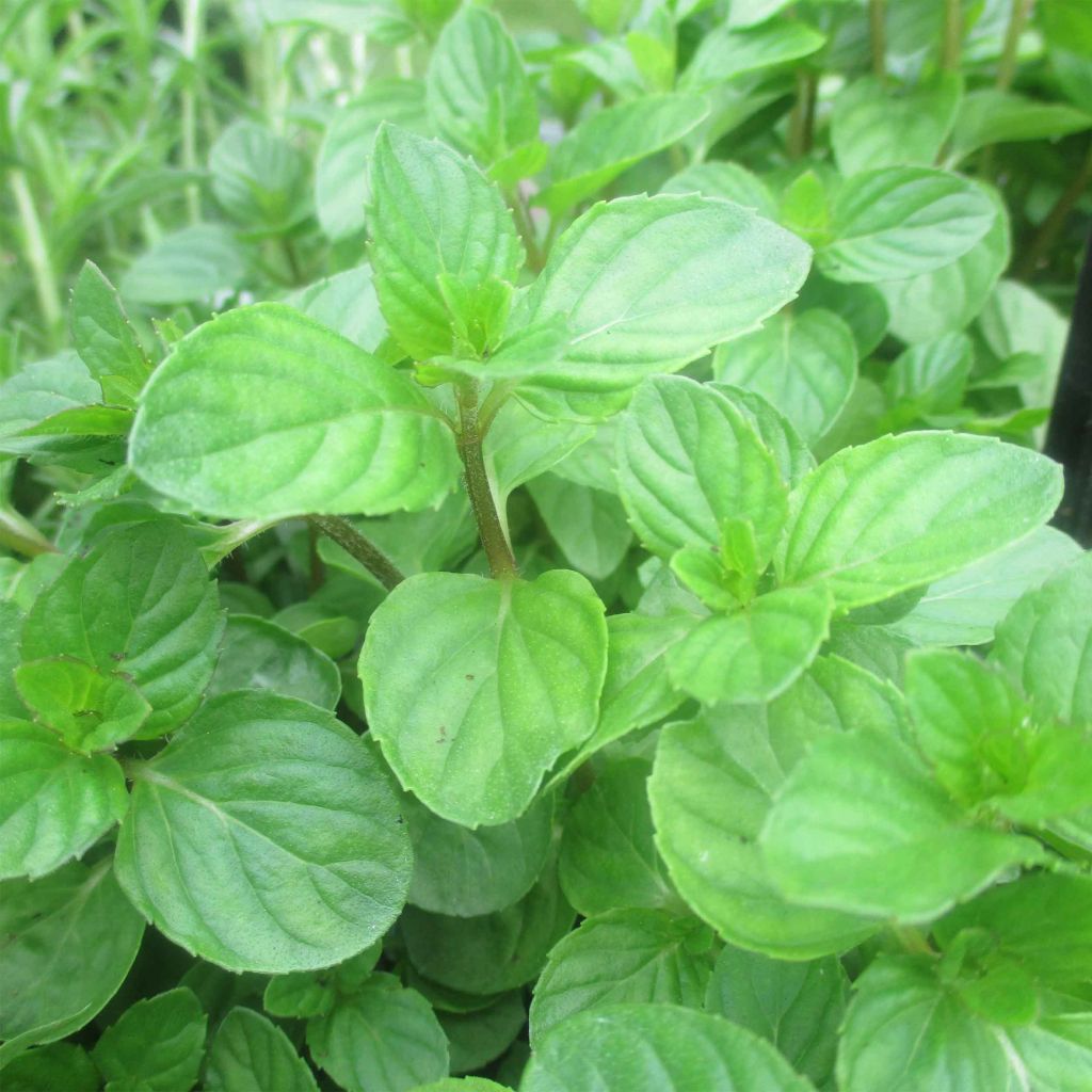 Mentha piperita Chartreuse Bio - Menta piperita