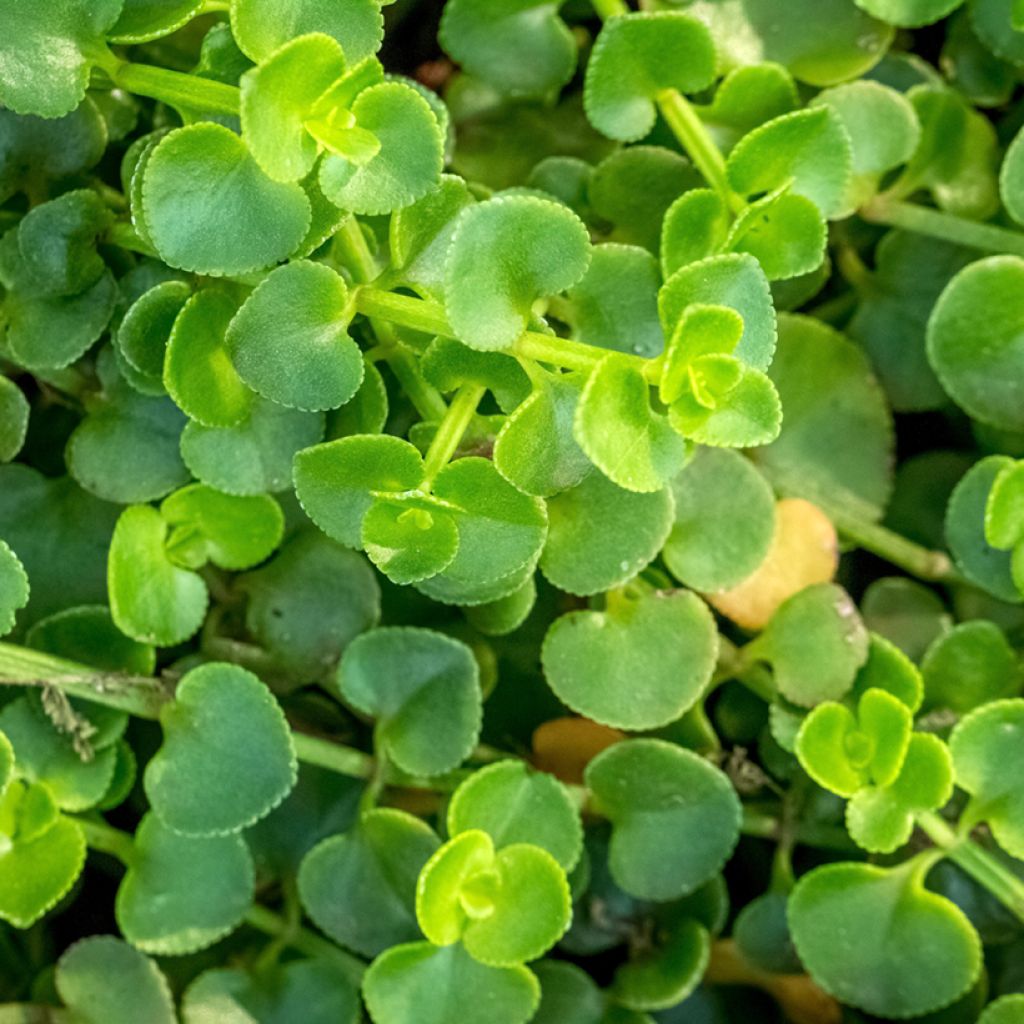 Mentha requienii - Menta