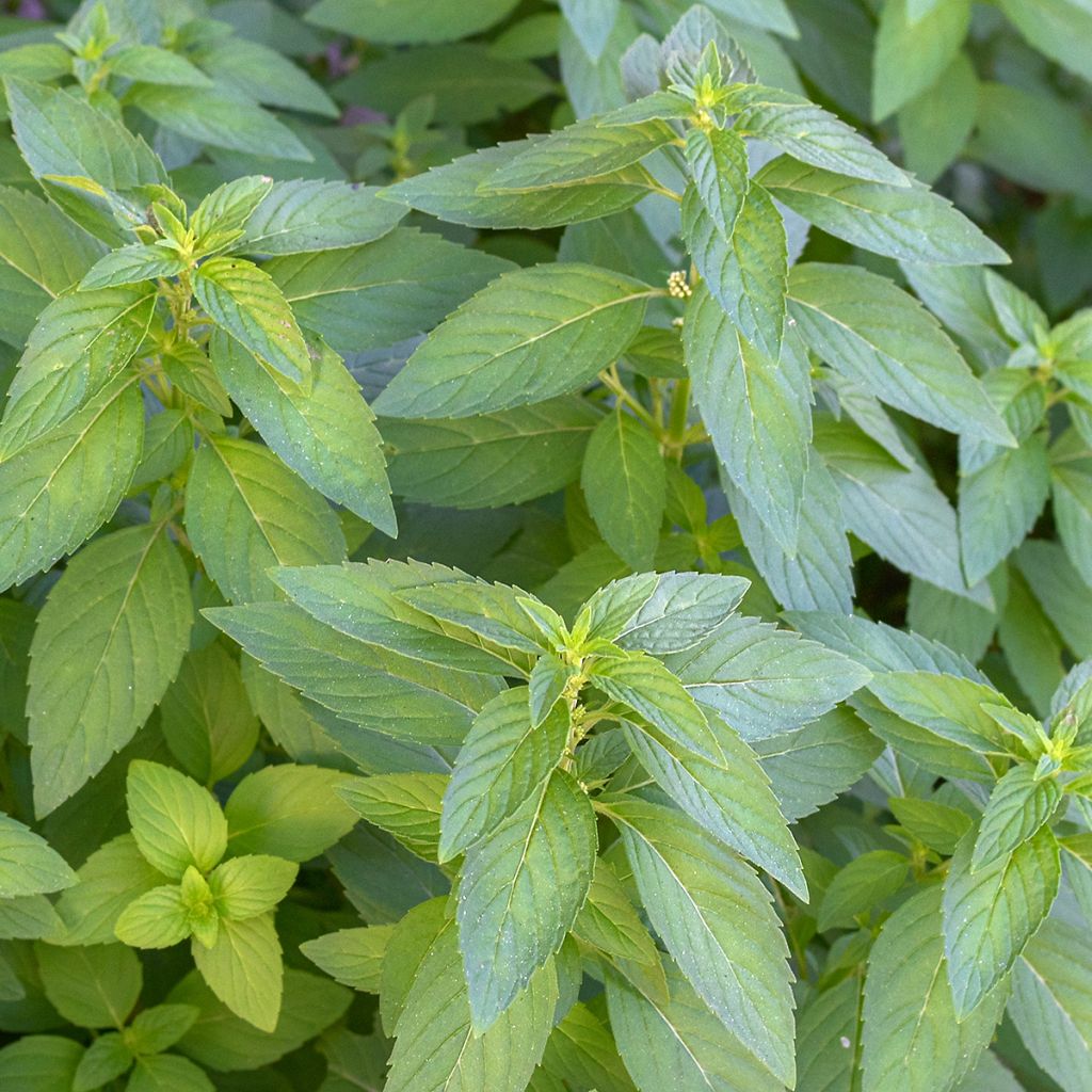 Mentha arvensis - Menta campestre