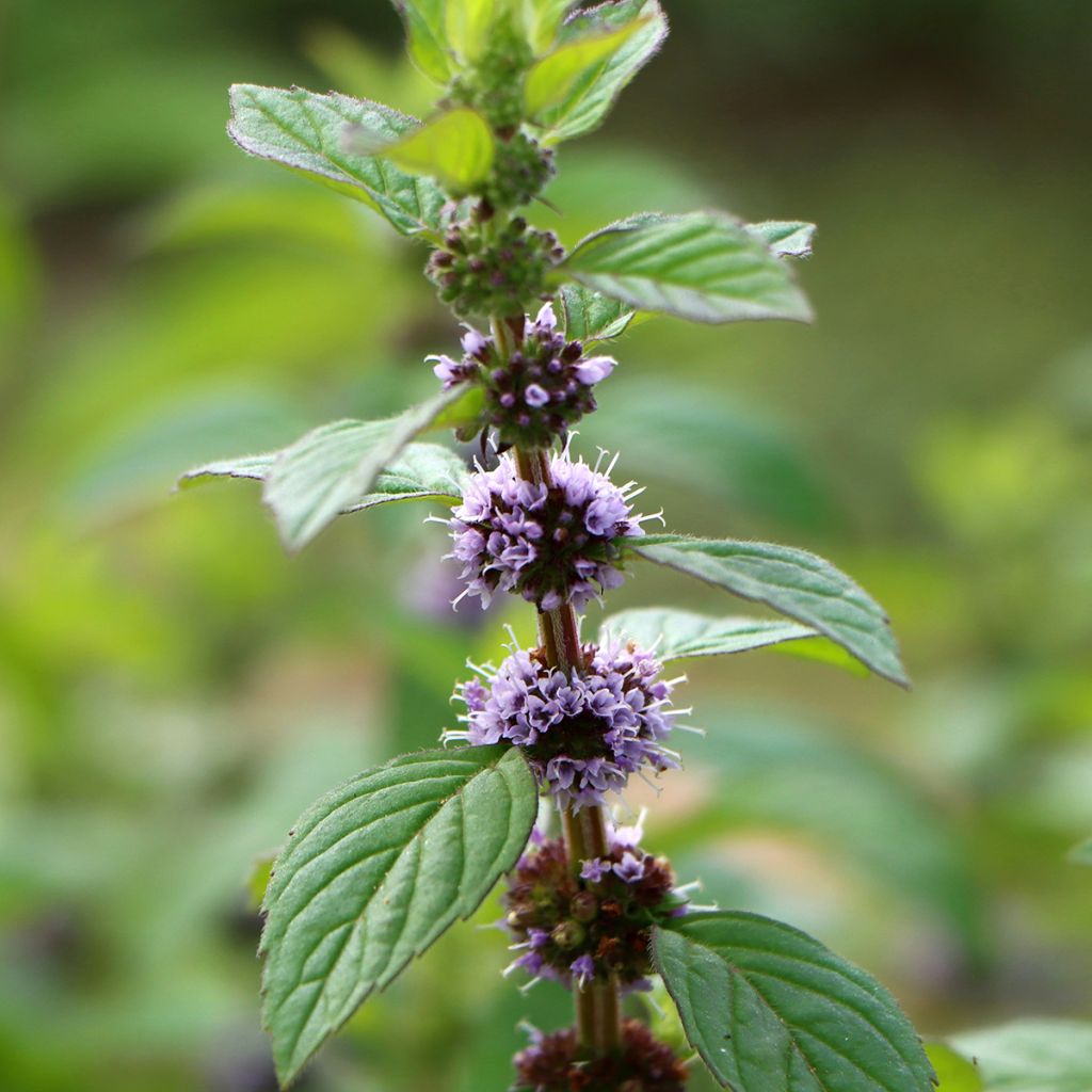 Mentha arvensis - Menta campestre