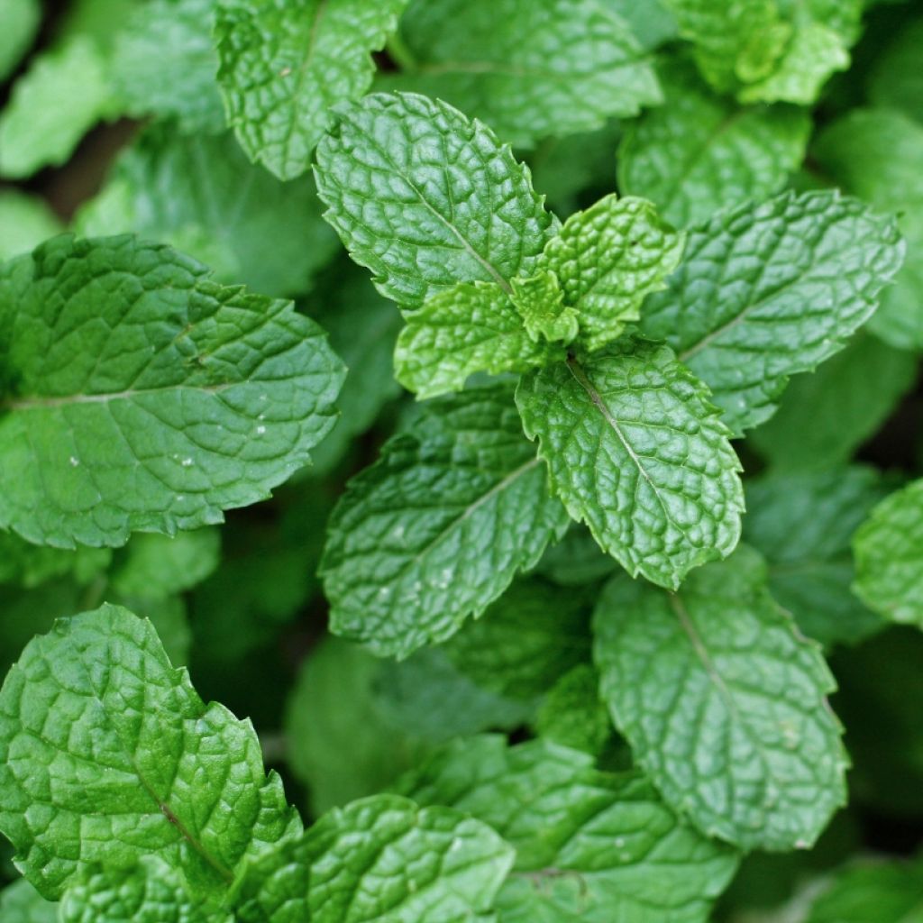 Mentha espagnole Bio - Menta