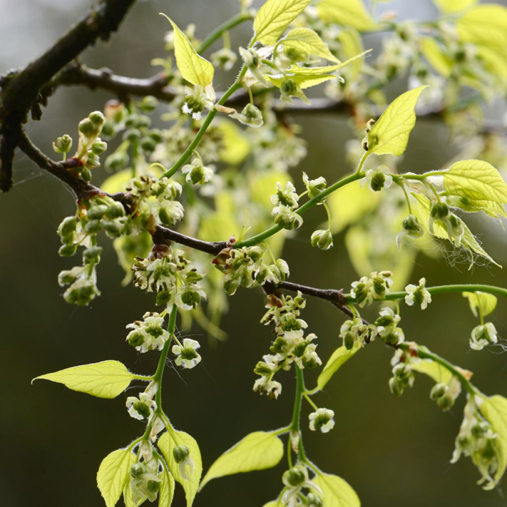 Celtis occidentalis - Bagolaro occidentale
