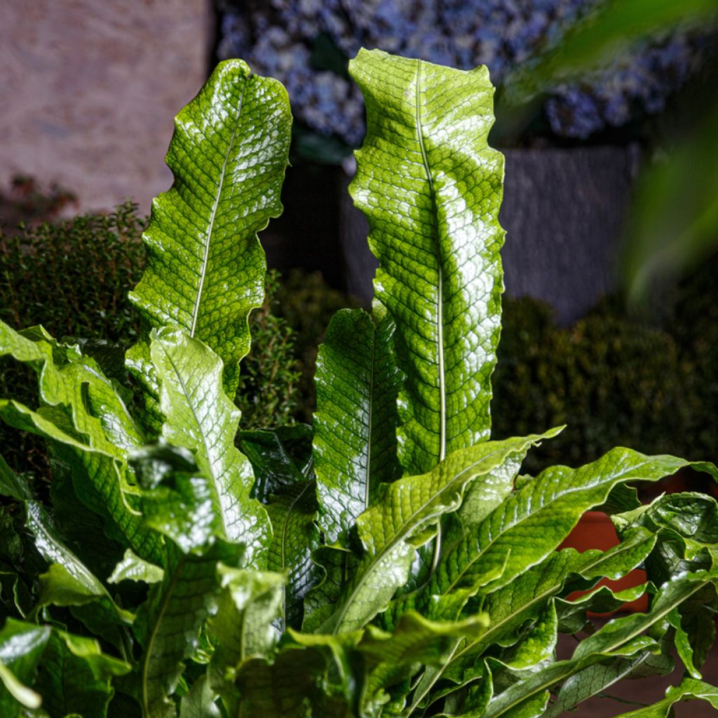 Microsorum musifolium Crocodyllus - Felce coccodrillo