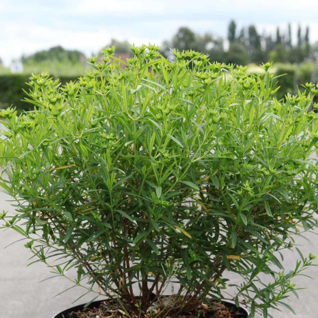 Hypericum kalmianum Sunny Boulevard - Iperico