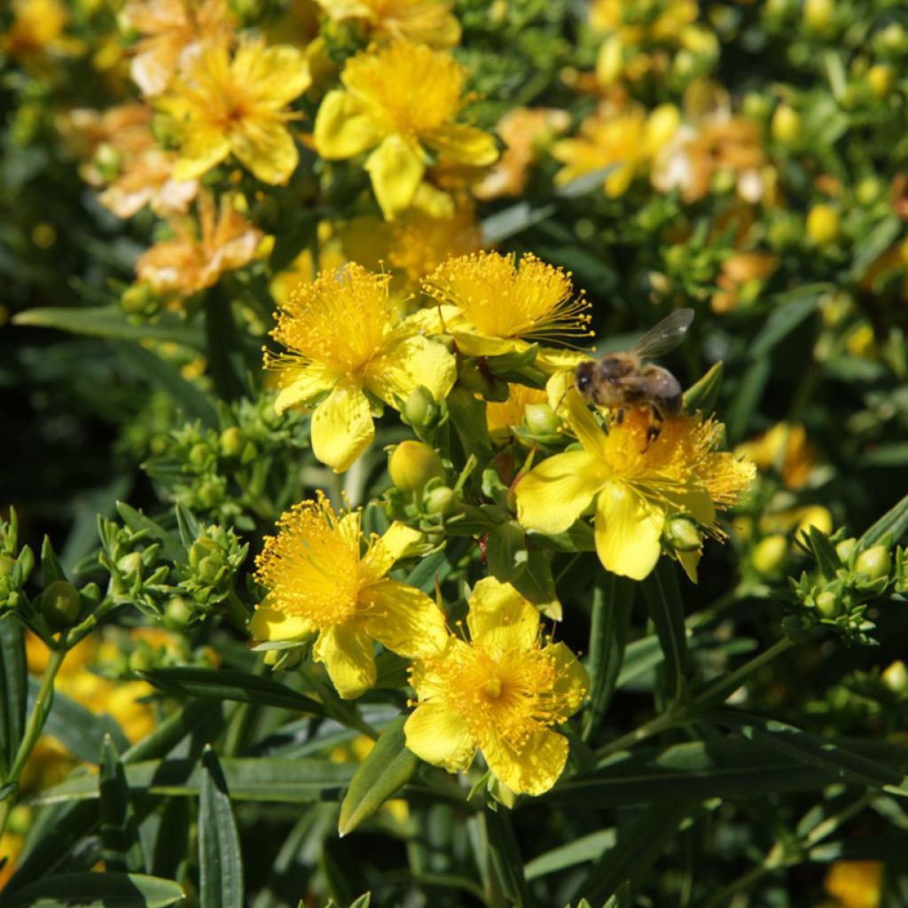 Hypericum kalmianum Sunny Boulevard - Iperico