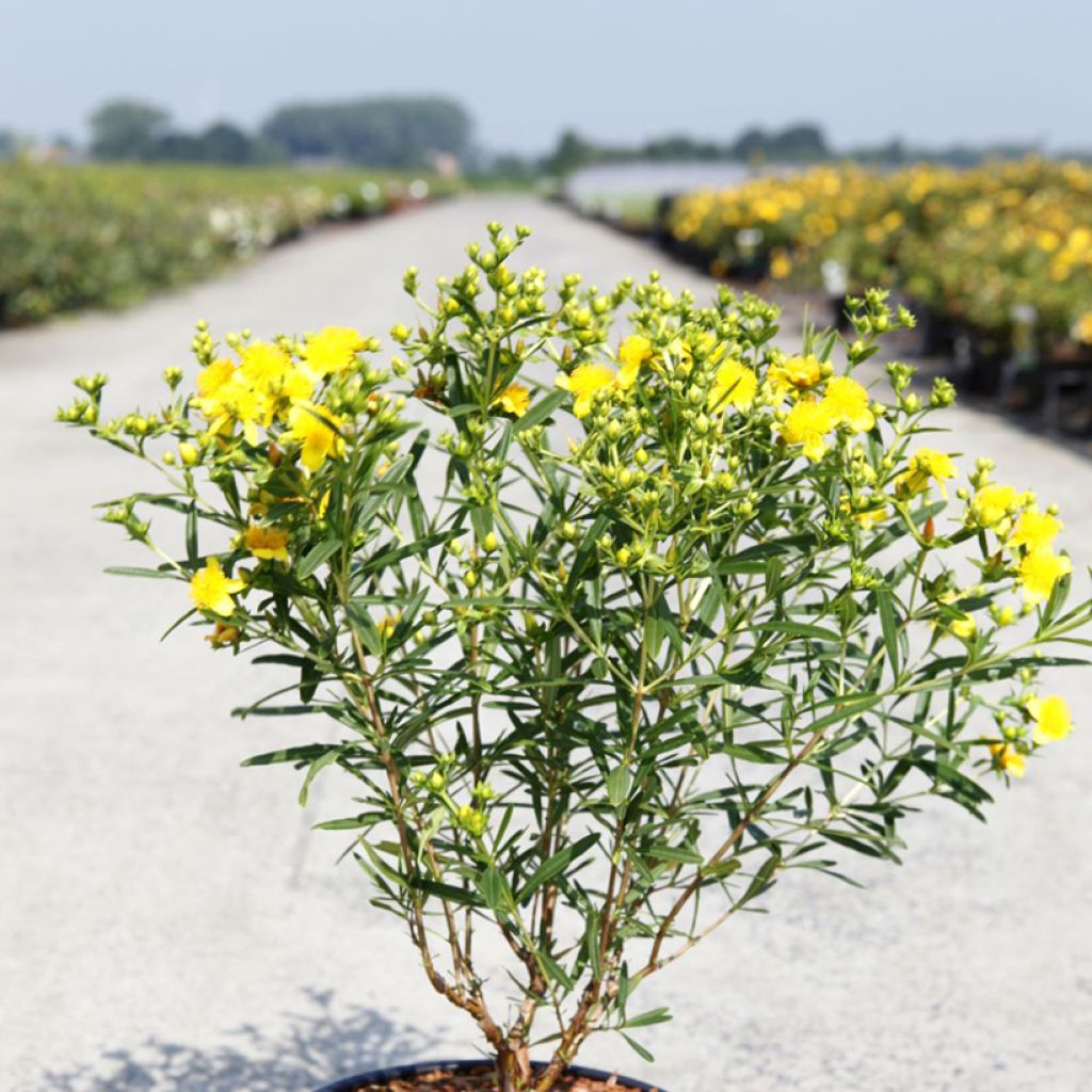 Hypericum kalmianum Sunny Boulevard - Iperico