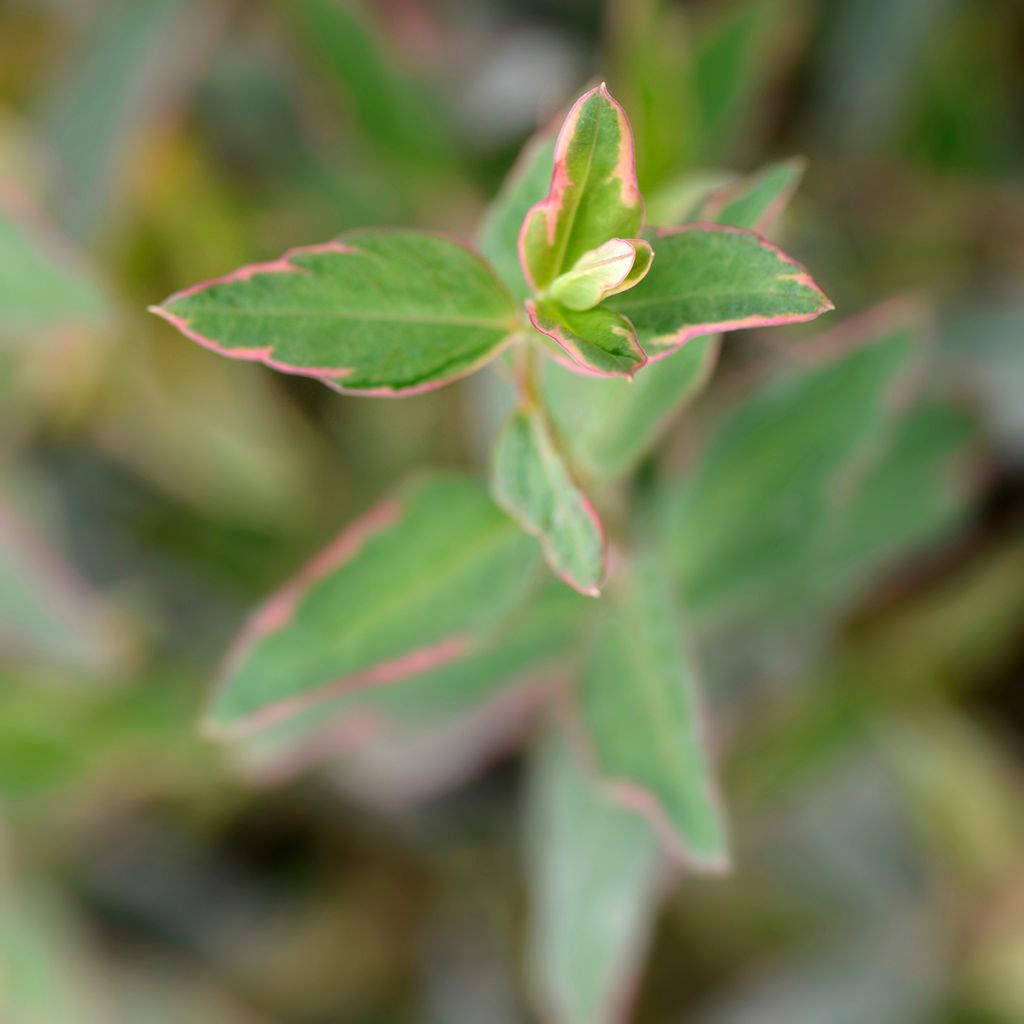 Hypericum moserianum Tricolor - Iperico