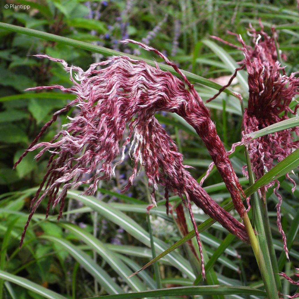 Miscanthus sinensis Boucle
