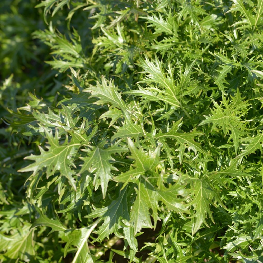 Rapa japonica Bio - Ferme de Sainte Marthe