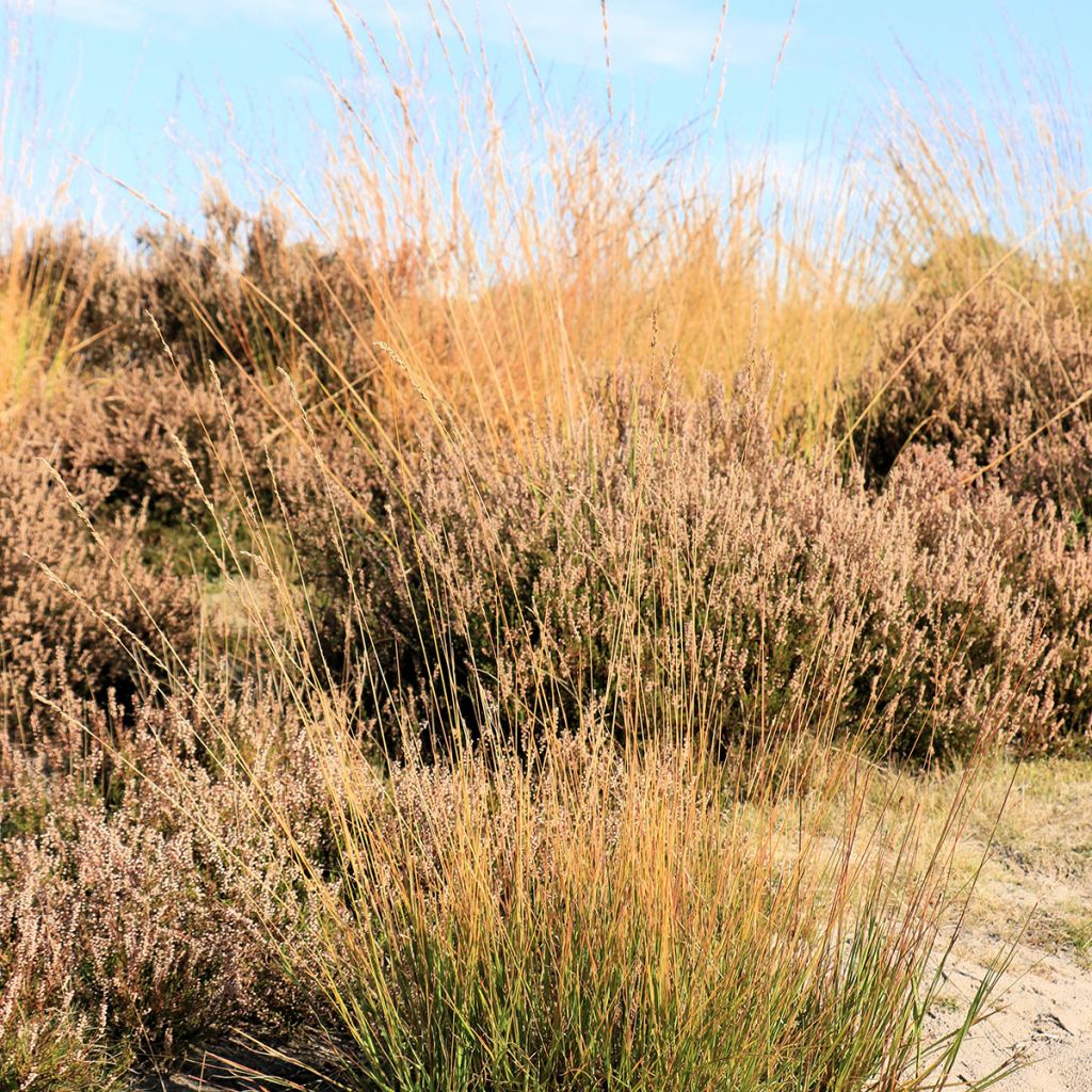 Molinia caerulea Moorflamme
