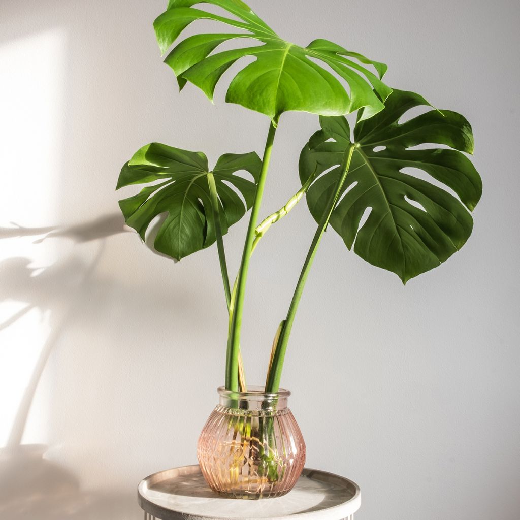 Monstera deliciosa