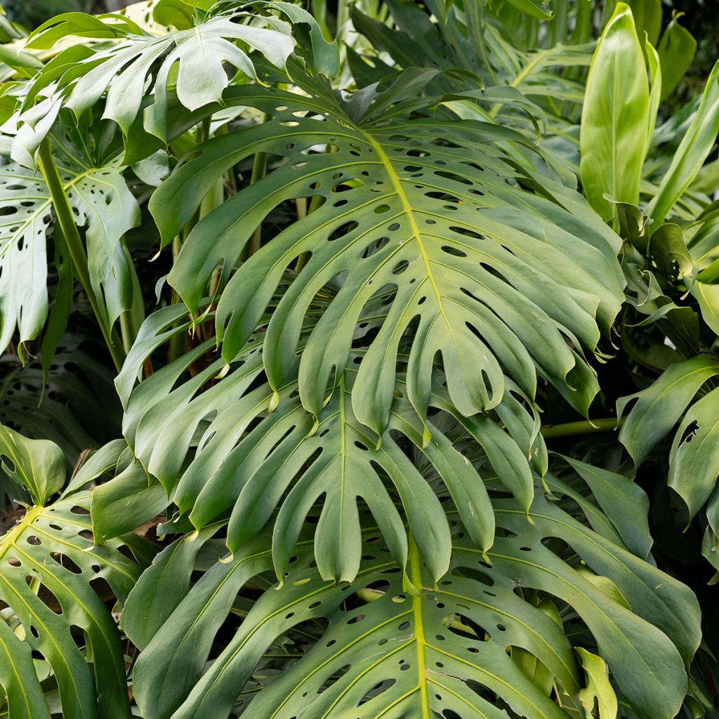 Monstera deliciosa