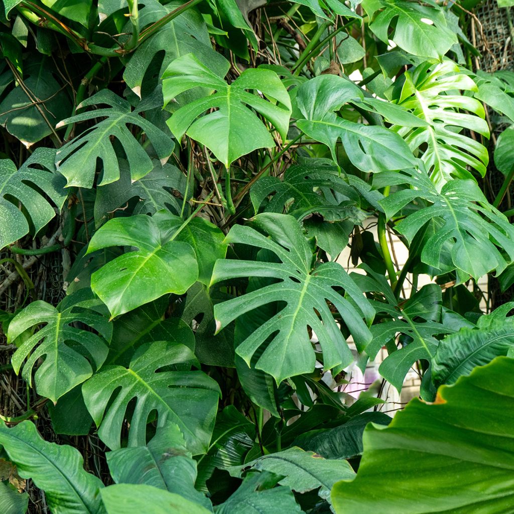 Monstera deliciosa