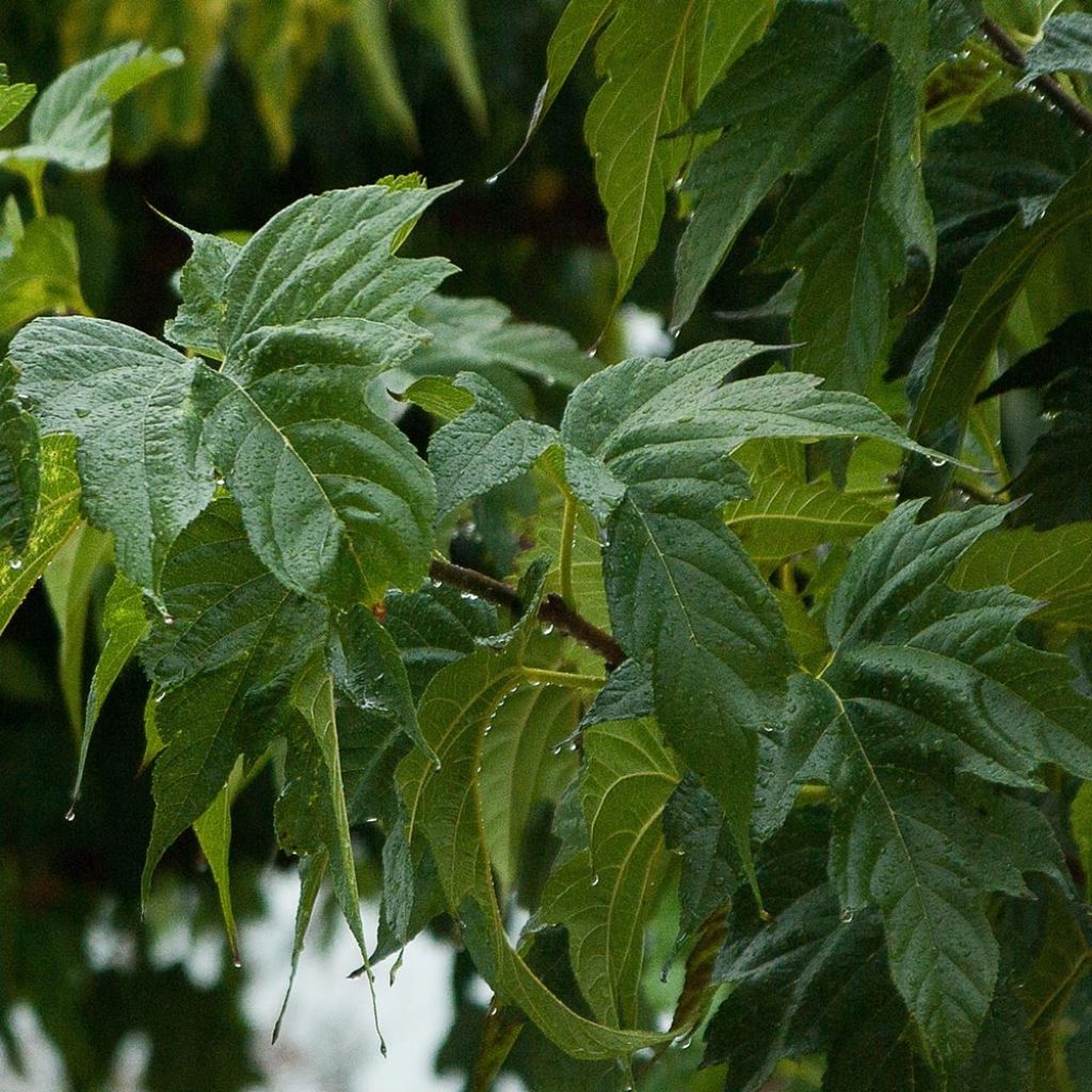 Gelso comune Fruitless