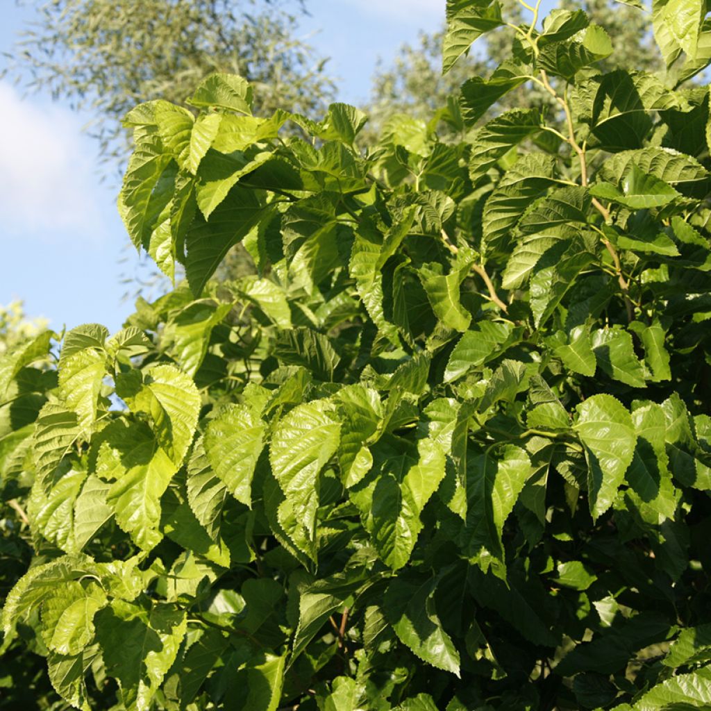 Gelso latifolia Spirata