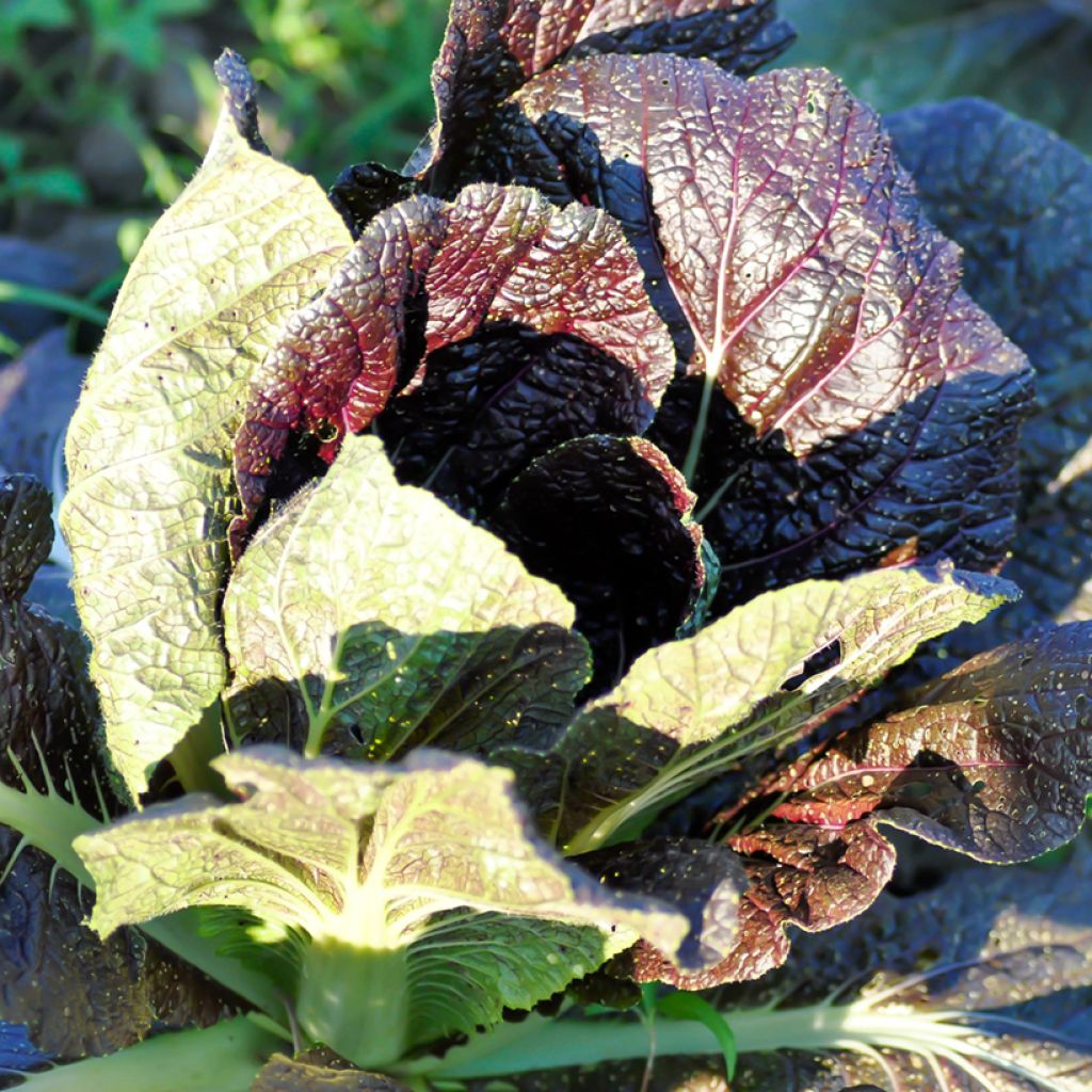 Senape rossa Red Giant Bio - Ferme de Sainte Marthe