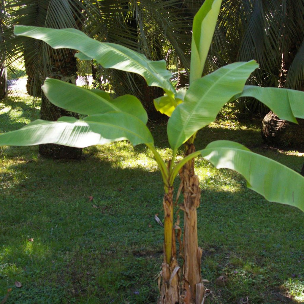 Musa basjoo - Banano giapponese