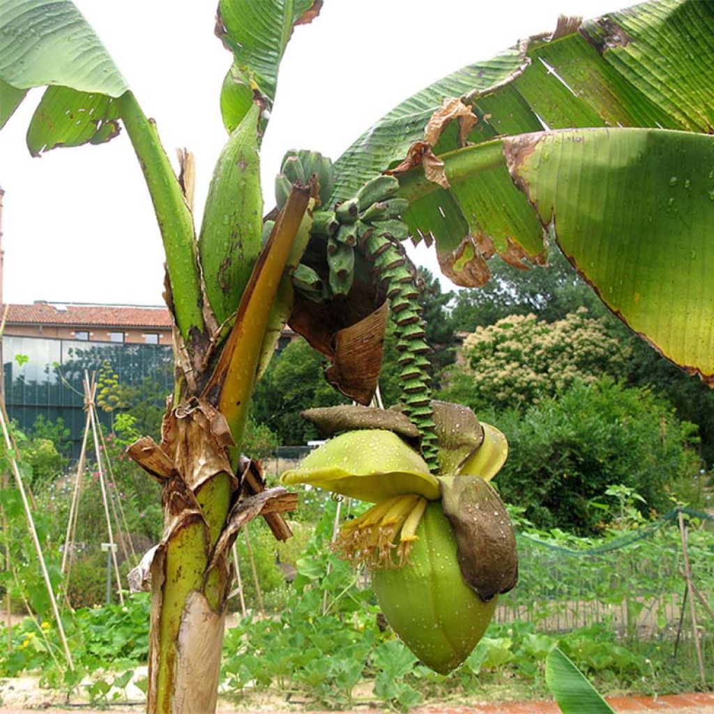 Musa basjoo - Banano giapponese