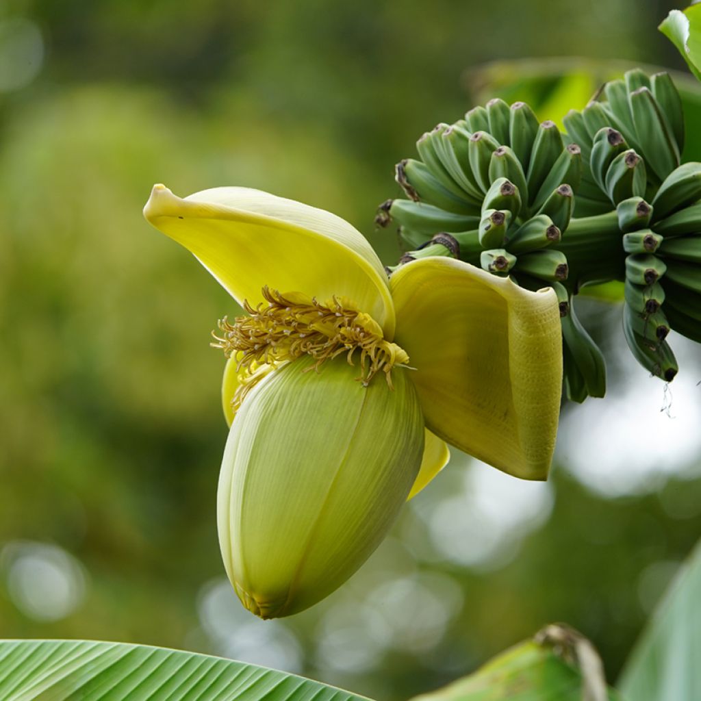 Musa basjoo - Banano giapponese
