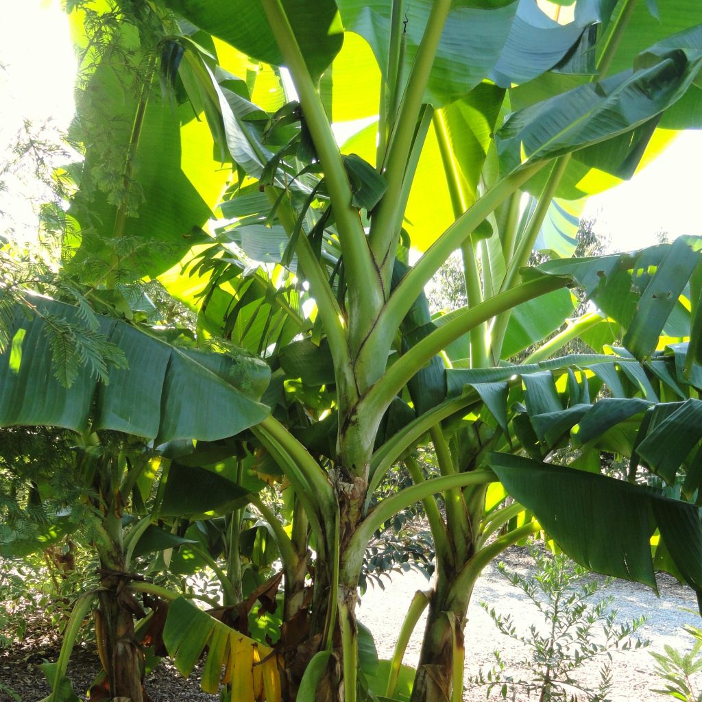 Musa sikkimensis Red Tiger