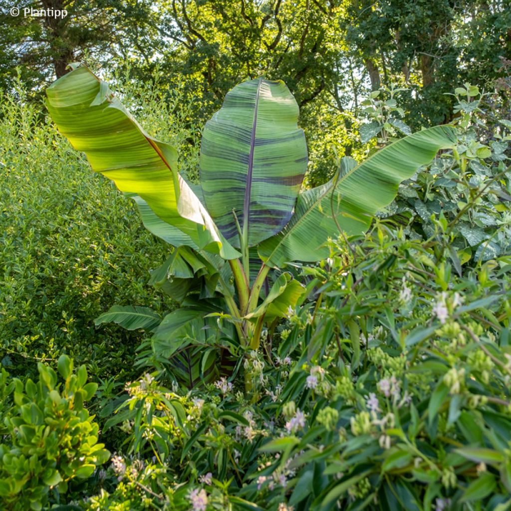 Musa sikkimensis Ever Red - Banano di Darjeeling
