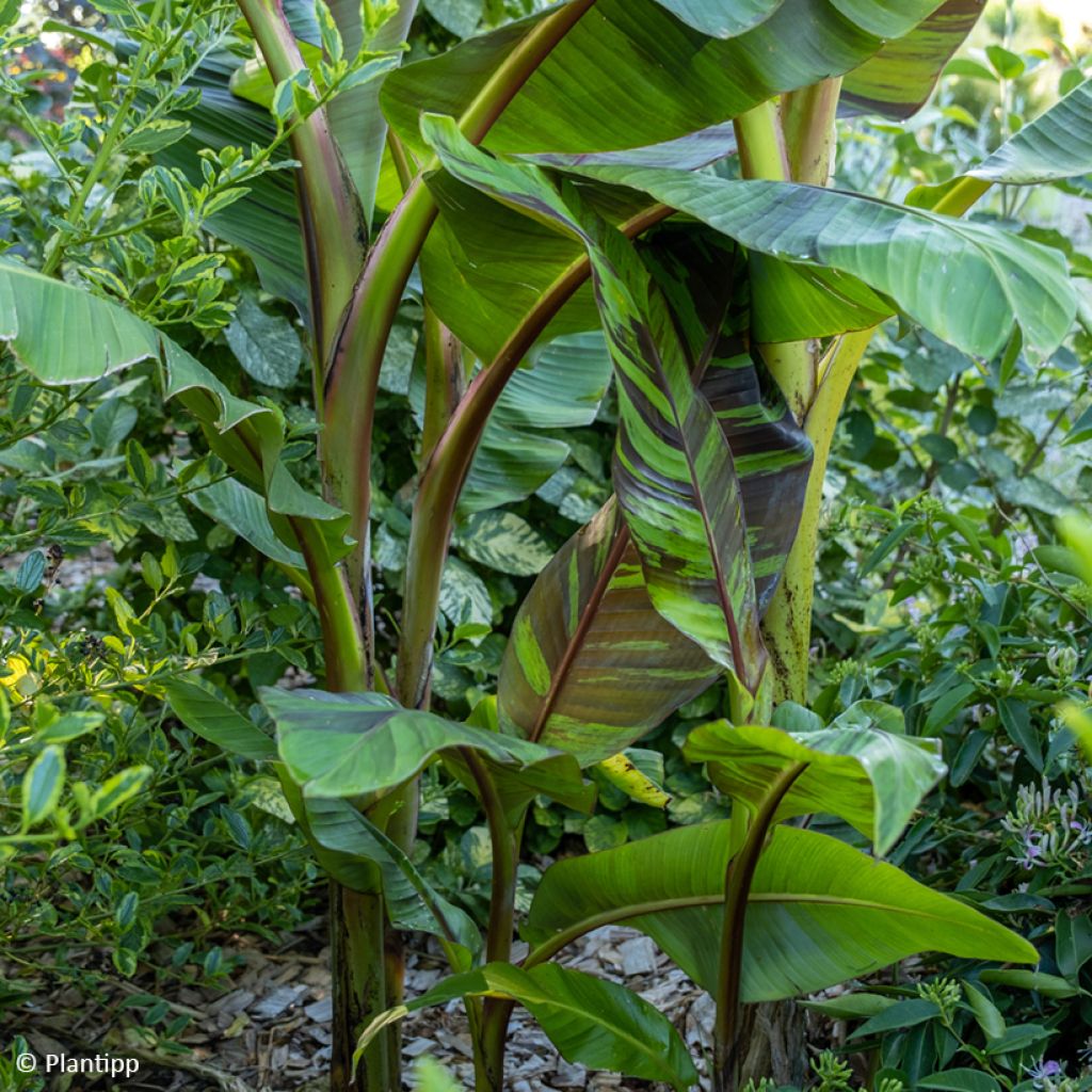 Musa sikkimensis Ever Red - Banano di Darjeeling