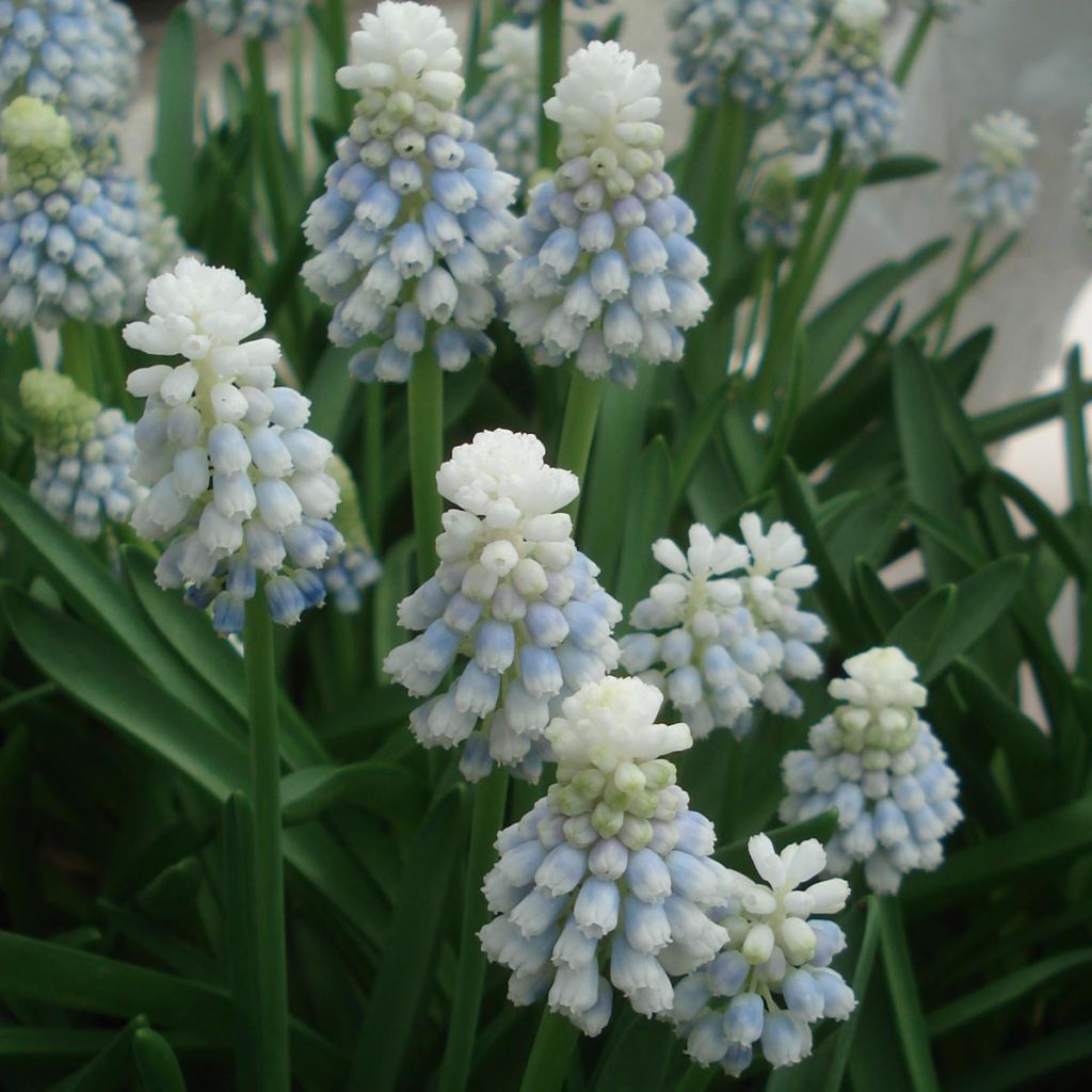 Muscari Mountain Lady