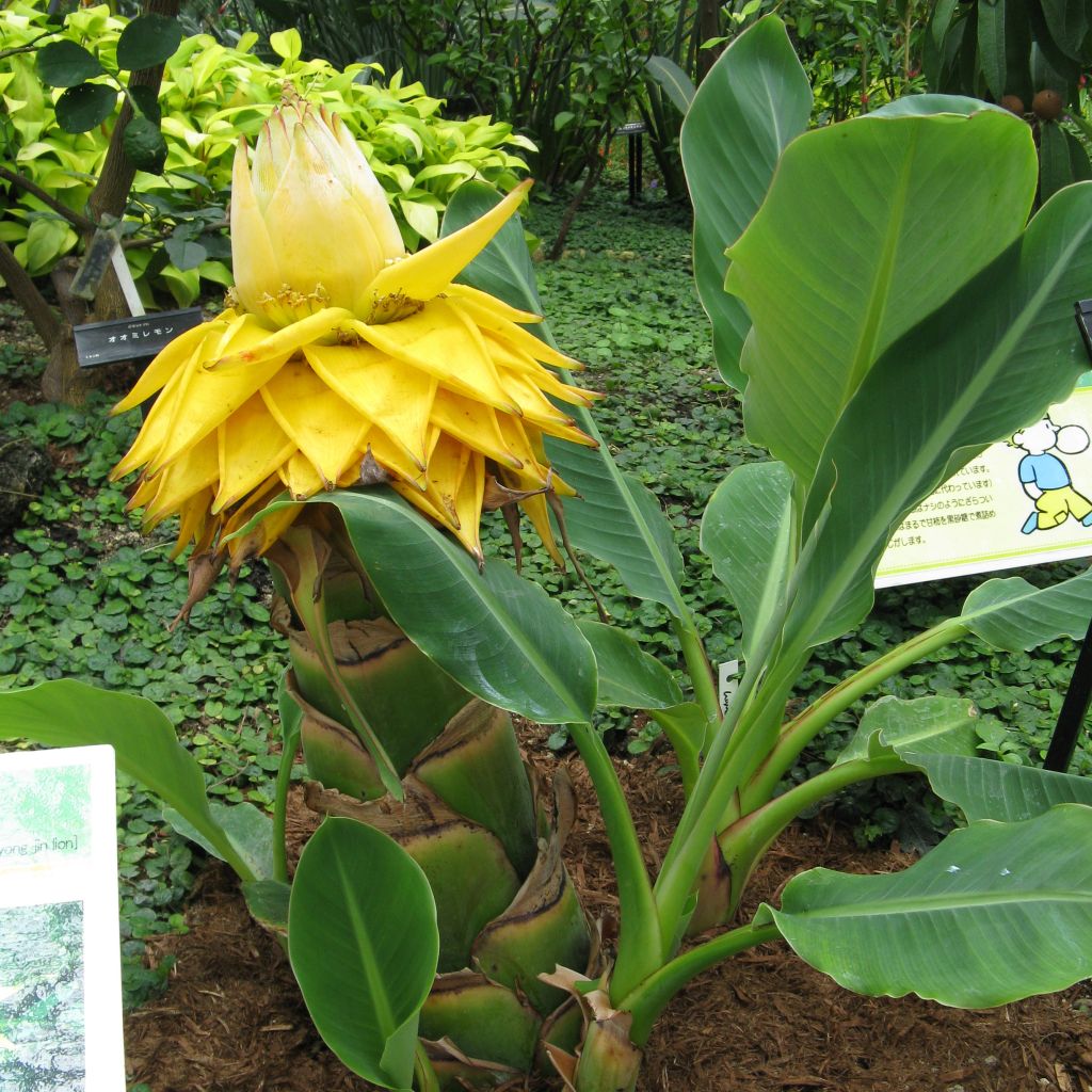 Musella lasiocarpa - Banano a fiore giallo