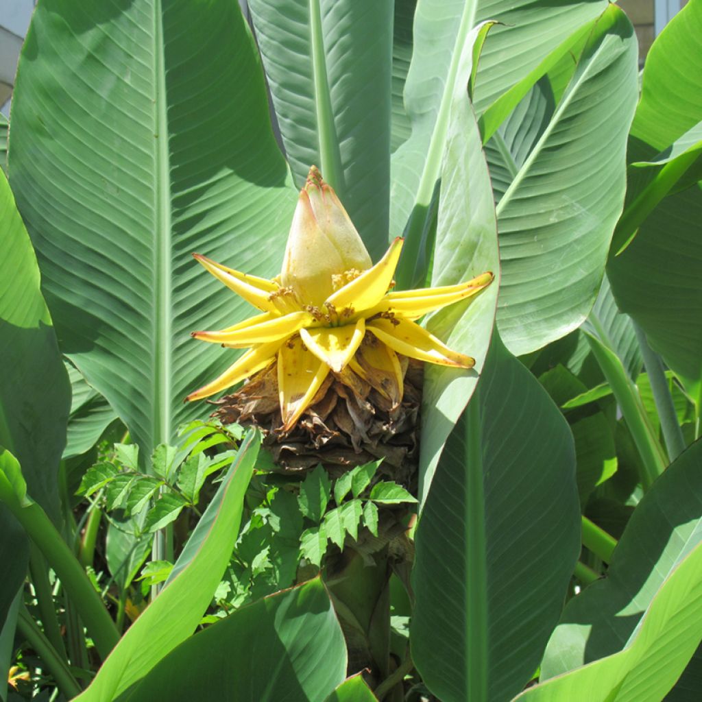 Musella lasiocarpa - Banano a fiore giallo