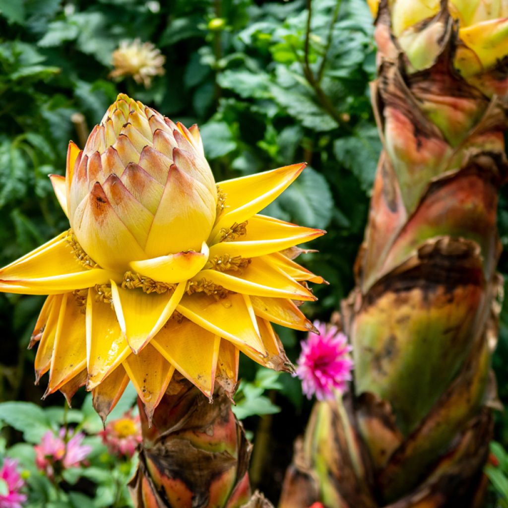 Musella lasiocarpa - Banano a fiore giallo