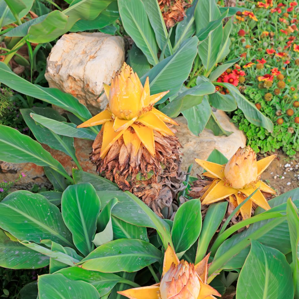 Musella lasiocarpa - Banano a fiore giallo