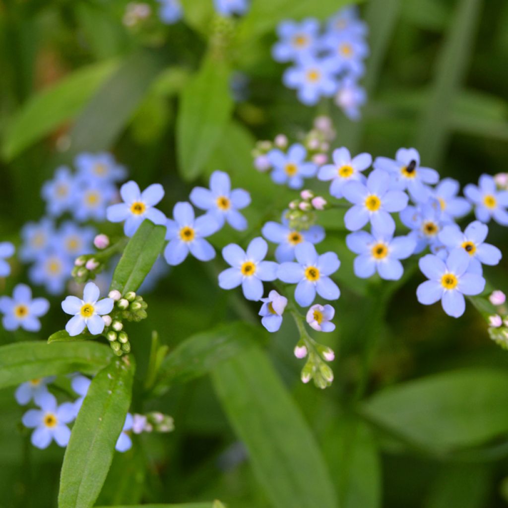Myosotis scorpioides - Nontiscordardimè delle paludi