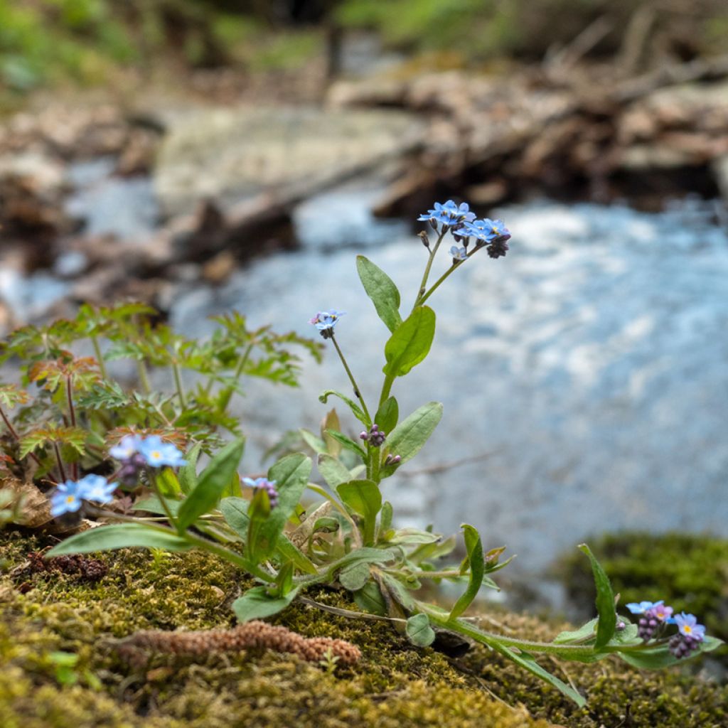 Myosotis scorpioides - Nontiscordardimè delle paludi