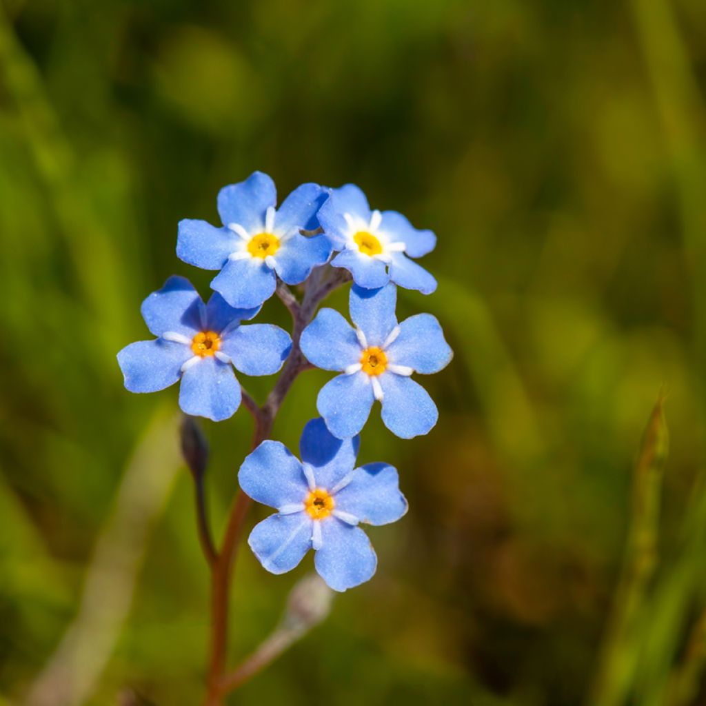 Myosotis scorpioides - Nontiscordardimè delle paludi