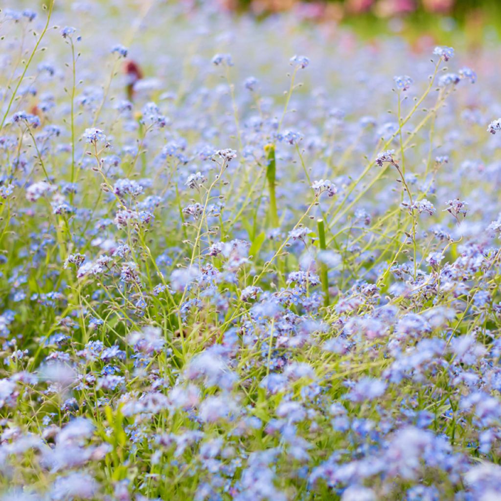 Myosotis scorpioides - Nontiscordardimè delle paludi