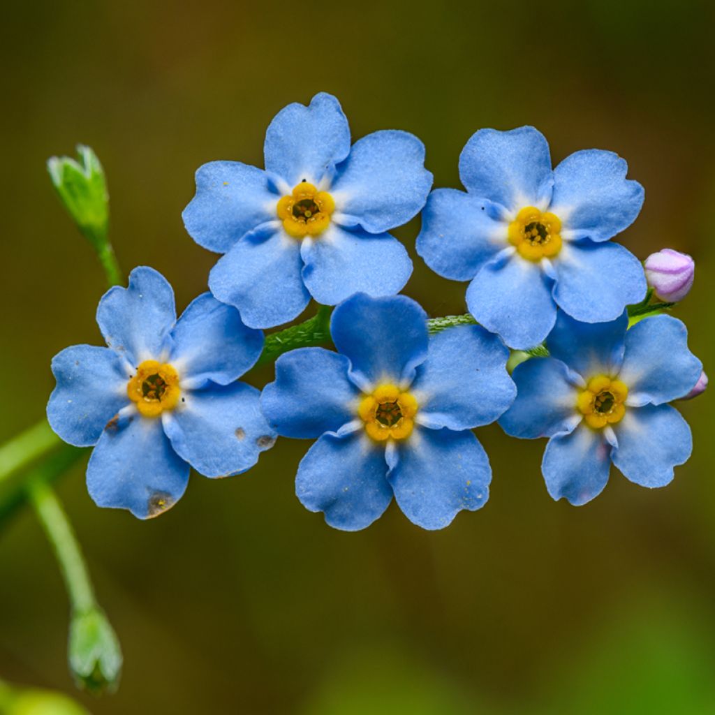 Myosotis scorpioides - Nontiscordardimè delle paludi