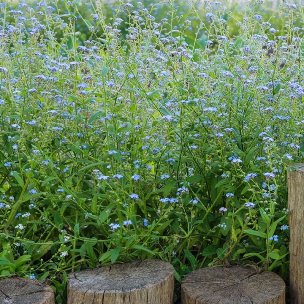 Myosotis scorpioides - Nontiscordardimè delle paludi