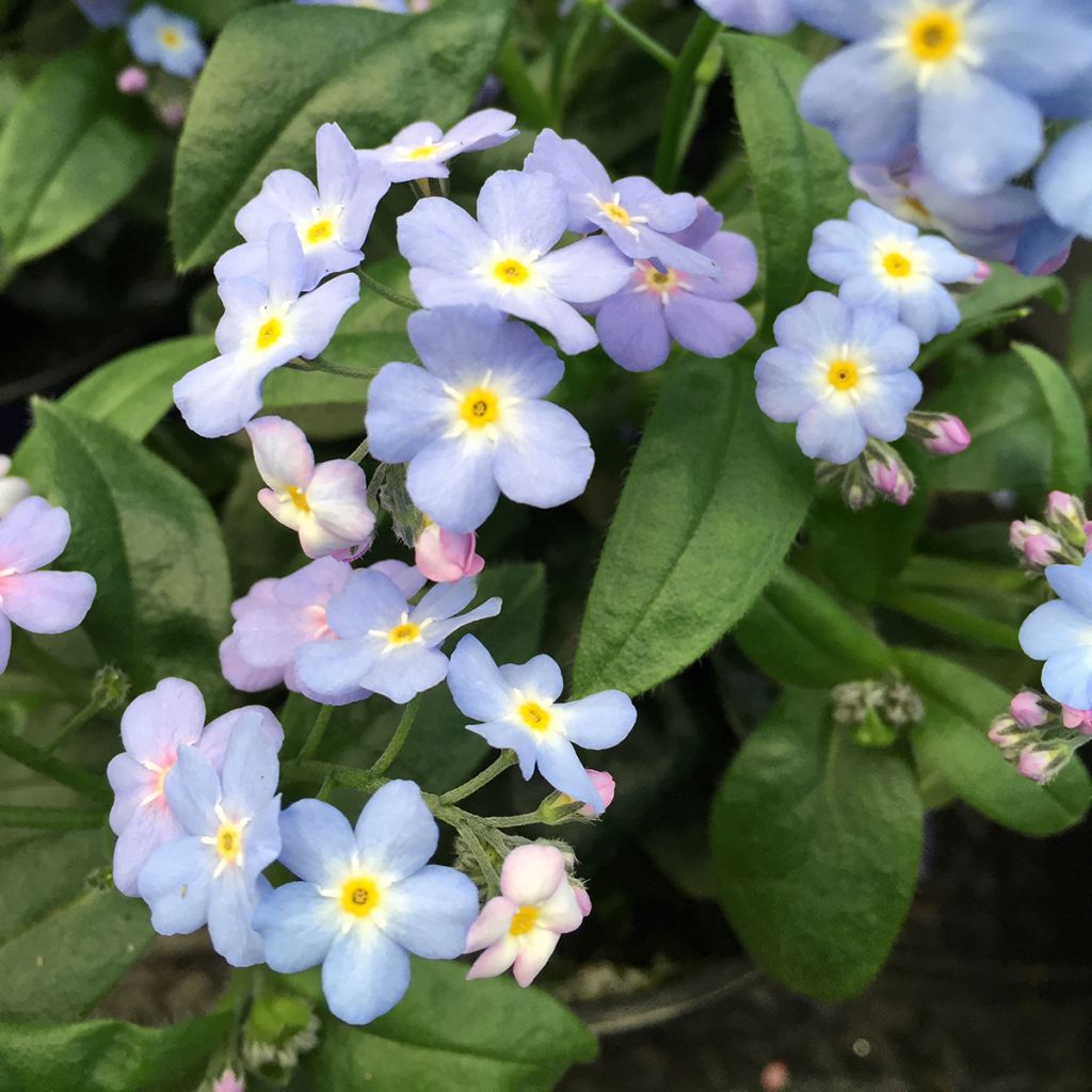 Myosotis Myomark
