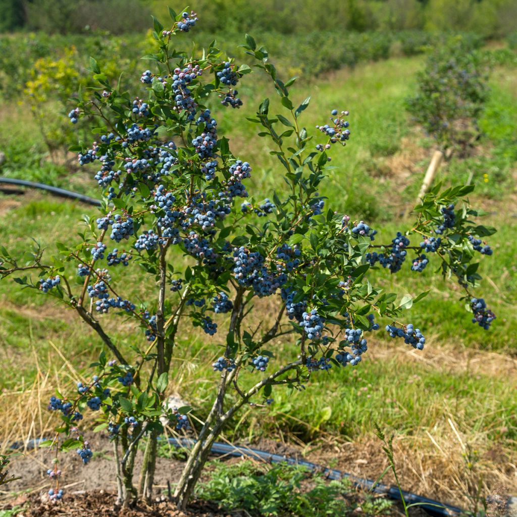 Mirtillo gigante americano - North Blue