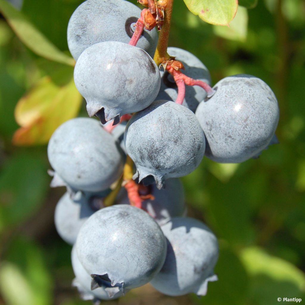 Mirtillo gigante americano - Cabernet Splash 'VacBri1'