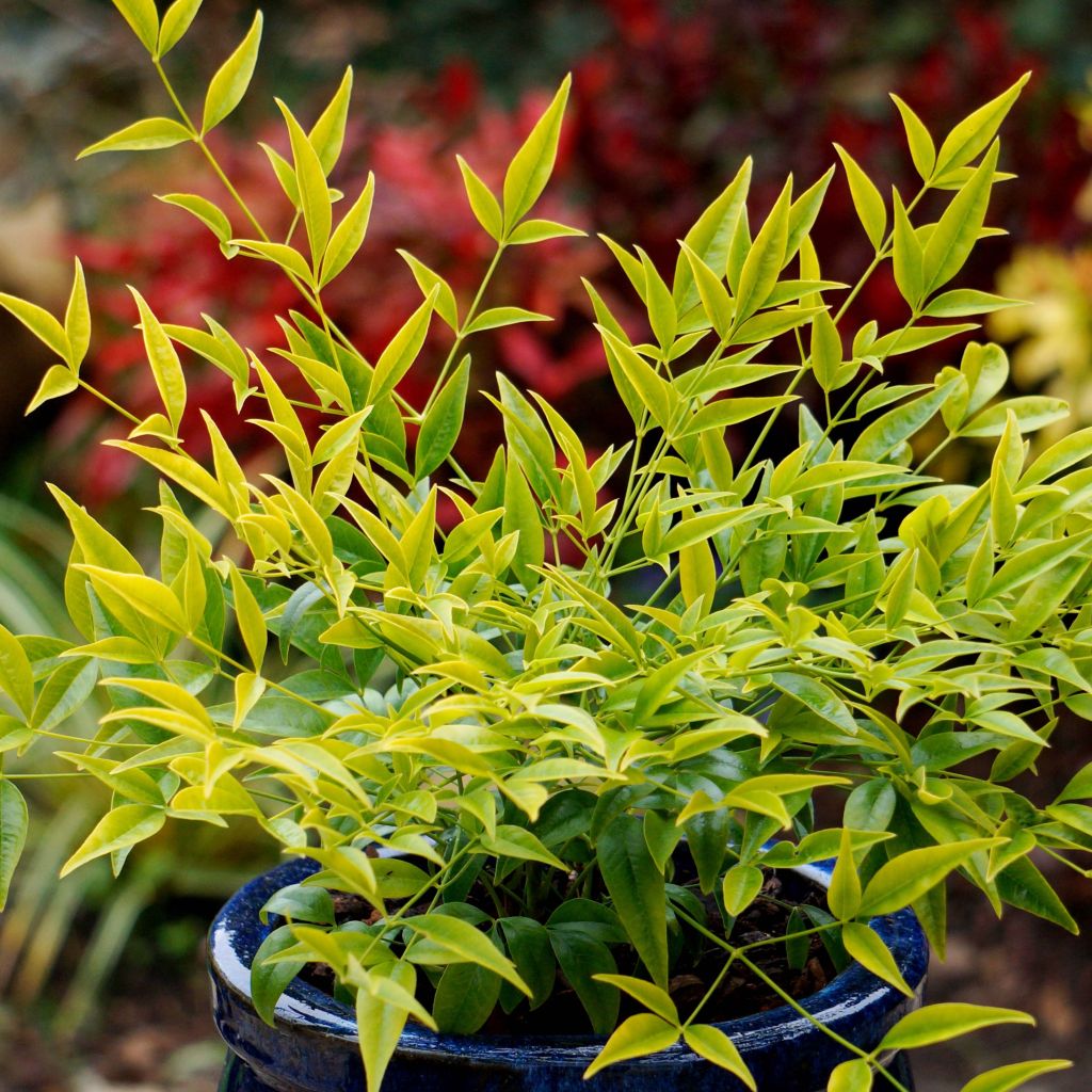 Nandina domestica Brightlight