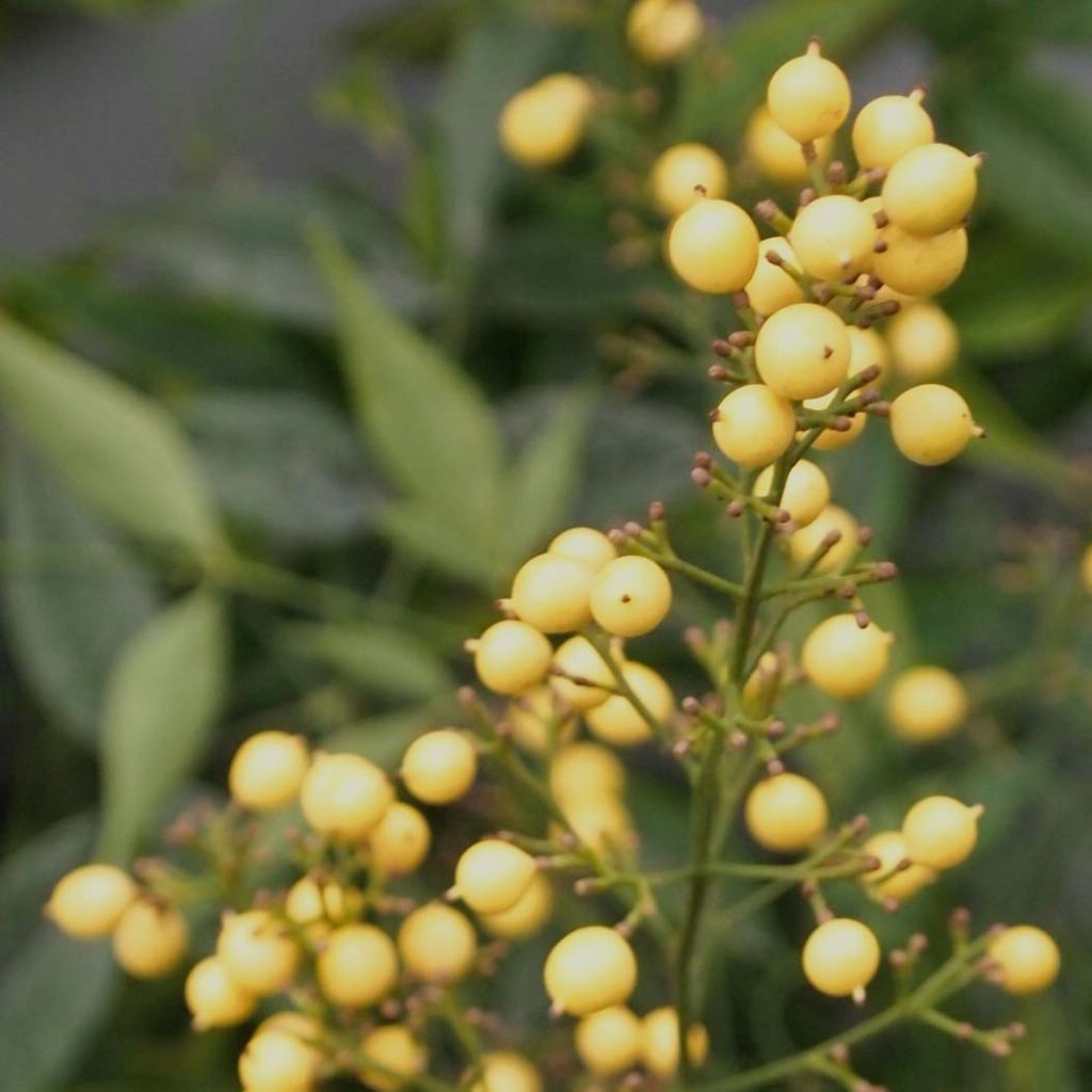 Nandina domestica Brightlight