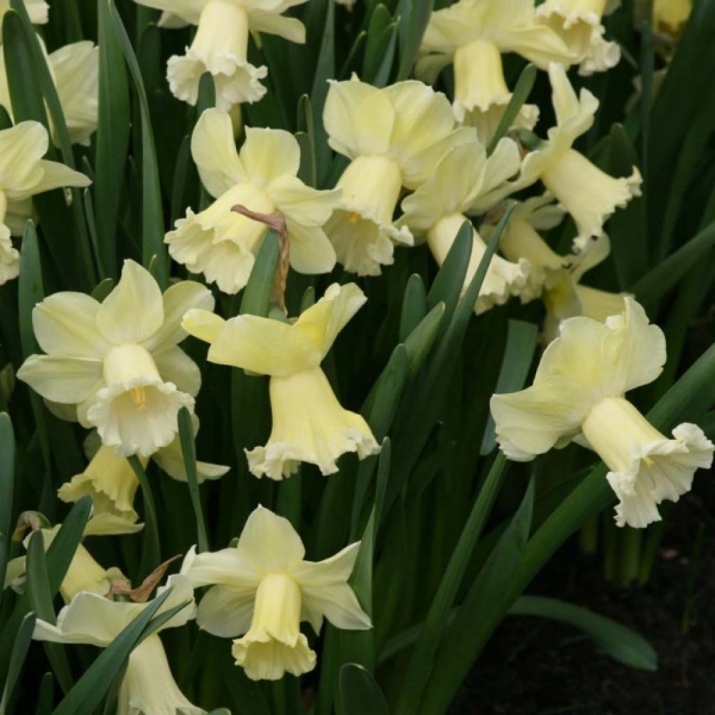 Narciso a tromba Galactic Star