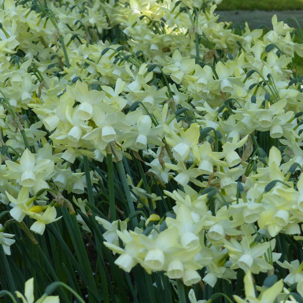Narcisse Moonlight Sensation
