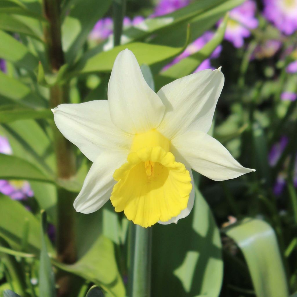 Narciso cyclamineus Peeping Jenny