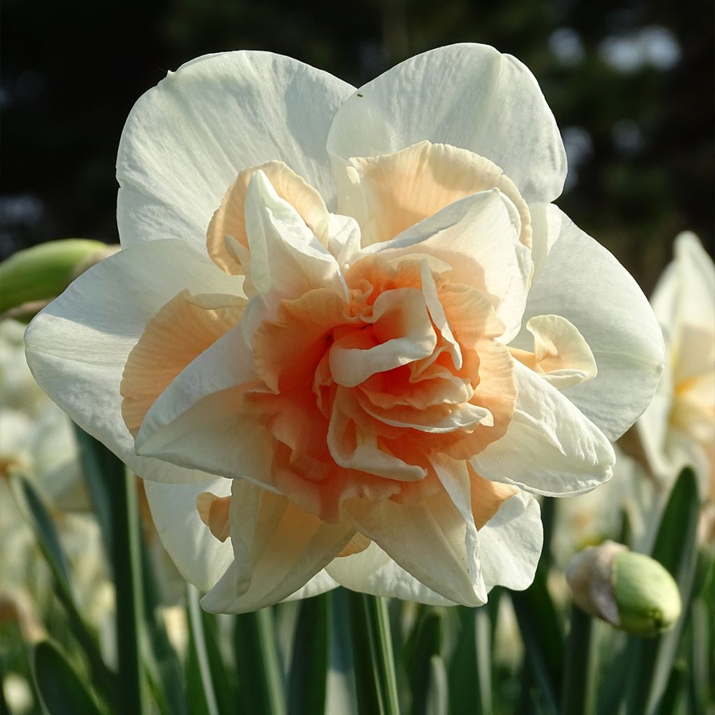 Narciso Replete