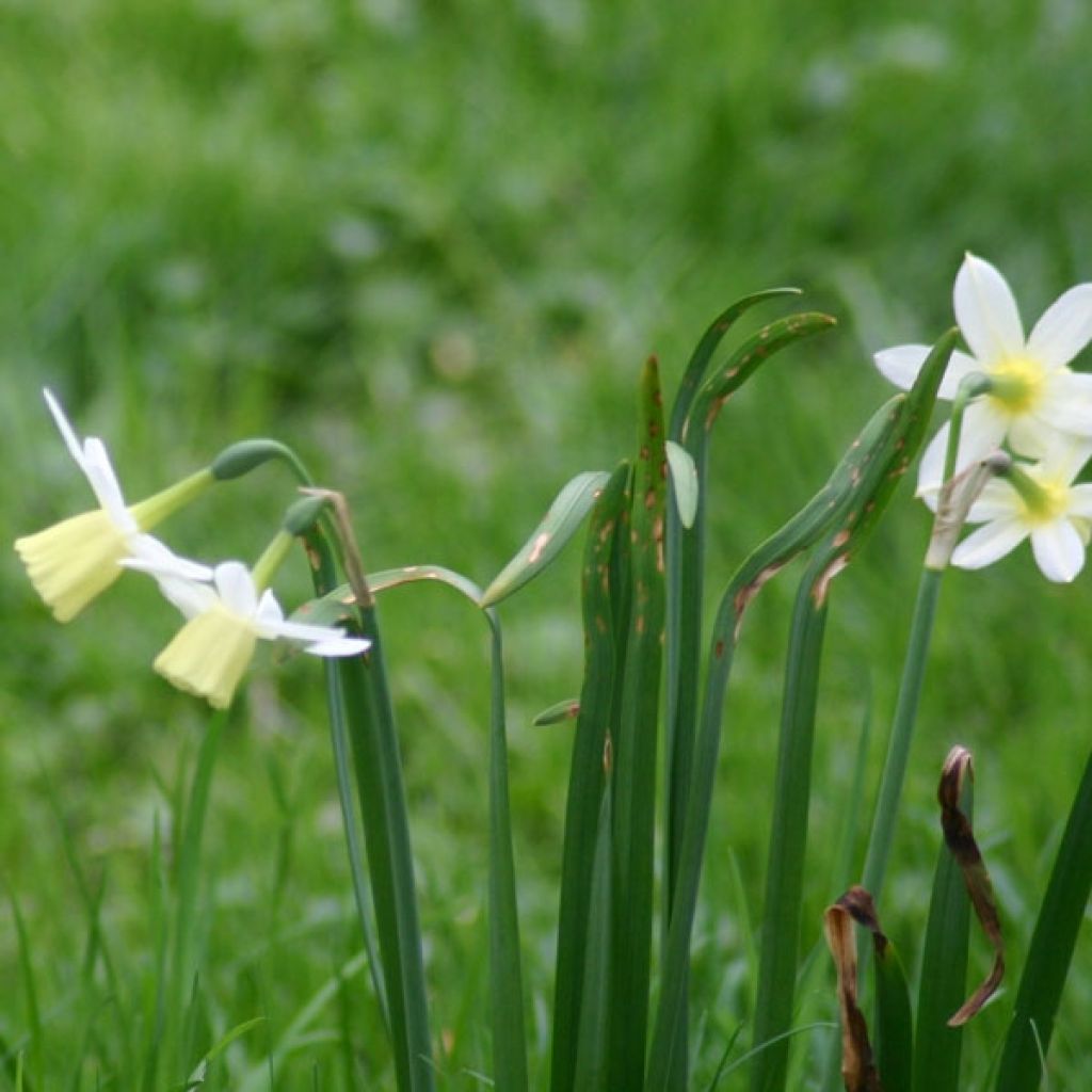 Narcissus triandrus Lemon Drops